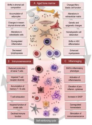 Aging brain: exploring the interplay between bone marrow aging, immunosenescence, and neuroinflammation